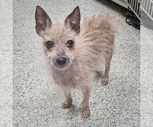 Sanders - Male Chihuahua-Unknown Mix Dog for Adoption - Photo #5