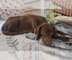 Boykin Spaniel-Whippet Mix Dogs for adoption in New York, NY, USA