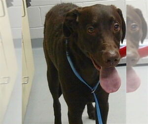 Labrador Retriever Dogs for adoption in St. Cloud, FL, USA