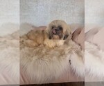 Small #1 Shih Tzu