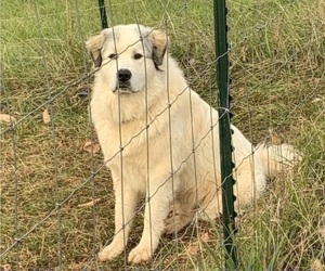 Father of the Great Pyrenees puppies born on 06/11/2023