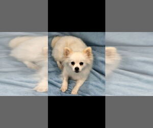 Pomeranian Dogs for adoption in Sanford, FL, USA