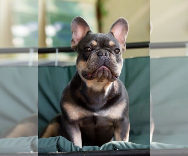 Medium Photo #1 French Bulldog Puppy For Sale in TAMPA, FL, USA