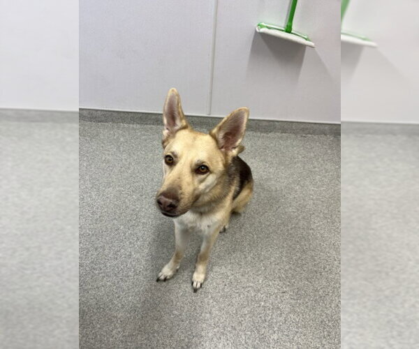 Medium Photo #1 German Shepherd Dog-Unknown Mix Puppy For Sale in Fort Collins, CO, USA