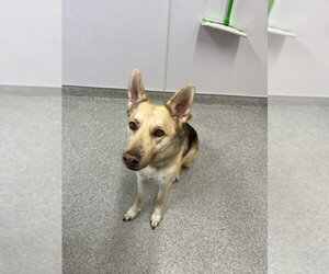 German Shepherd Dog-Unknown Mix Dogs for adoption in Fort Collins, CO, USA