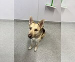 Small German Shepherd Dog Mix