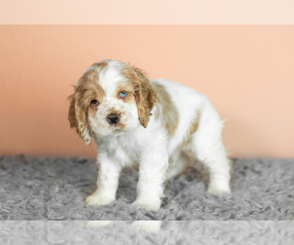 Medium Photo #2 Cocker Spaniel Puppy For Sale in NAPPANEE, IN, USA