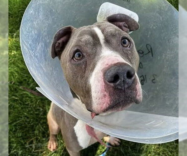 Medium Photo #1 Mutt Puppy For Sale in Martinez, CA, USA