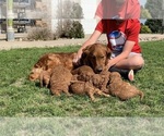 Small Photo #2 Goldendoodle (Miniature) Puppy For Sale in HULL, IA, USA