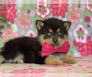 Pomsky Puppy for sale in LANCASTER, PA, USA