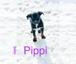 Small Photo #14 Mutt Puppy For Sale in Minneapolis, MN, USA