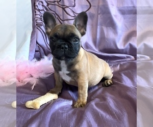 French Bulldog Puppy for sale in HUDSON, CO, USA
