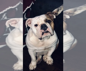 English Bulldog Puppy for sale in PADUCAH, KY, USA