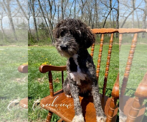 Medium Photo #1 Schnoodle (Miniature) Puppy For Sale in NIANGUA, MO, USA