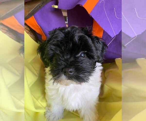 Medium Photo #6 Havanese Puppy For Sale in PHOENIX, AZ, USA