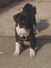 Boxer Puppy for sale in STATEN ISLAND, NY, USA