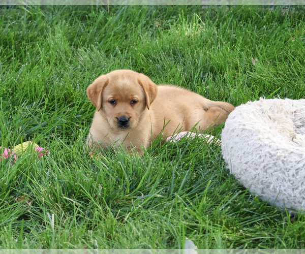Medium Photo #3 Labrador Retriever Puppy For Sale in SYRACUSE, IN, USA