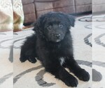 Small Photo #1 Aussie-Poo Puppy For Sale in WESTCLIFFE, CO, USA