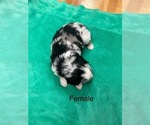 Puppy 1 Miniature Australian Shepherd