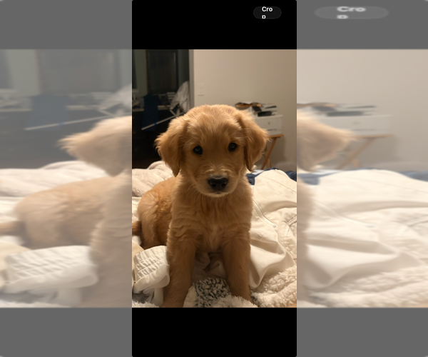 Medium Photo #6 Golden Retriever Puppy For Sale in GARDEN VALLEY, CA, USA