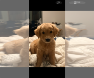 Medium Golden Retriever