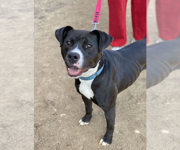 Medium Photo #2 American Pit Bull Terrier-Labrador Retriever Mix Puppy For Sale in Fairfax, VA, USA