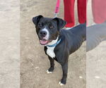 Small #1 American Pit Bull Terrier-Labrador Retriever Mix