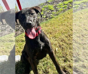 Patsy Cline - Female Labrador Retriever-Unknown Mix Dog for Adoption - Photo #15