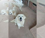 Small #4 English Cream Golden Retriever