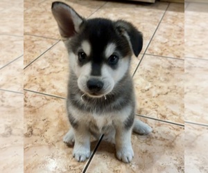 Medium Alaskan Klee Kai-Shiba Inu Mix