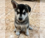 Puppy 1 Alaskan Klee Kai-Shiba Inu Mix