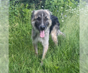 Piper - Male Mutt Dog for Adoption - Photo #8