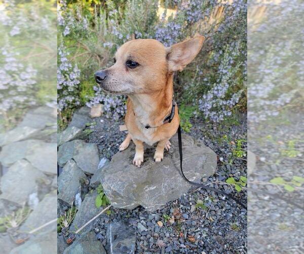 Medium Photo #3 Chihuahua-Unknown Mix Puppy For Sale in Bellingham, WA, USA