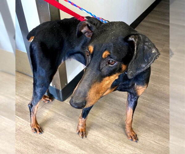 Medium Photo #2 Doberman Pinscher Puppy For Sale in Omaha, NE, USA