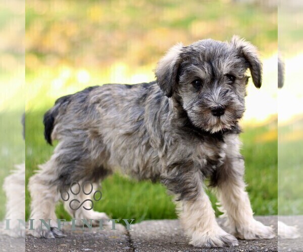 Medium Photo #5 Schnauzer (Miniature) Puppy For Sale in RONKS, PA, USA