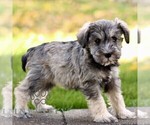 Small #4 Schnauzer (Miniature)