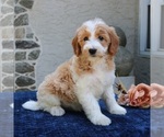 Small #1 Goldendoodle