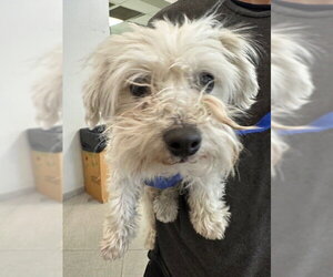 Maltipoo (Miniature) Dogs for adoption in Rancho Cucamonga, CA, USA