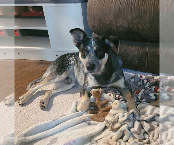 Medium Photo #4 Mutt Puppy For Sale in FAIRLAWN, OH, USA