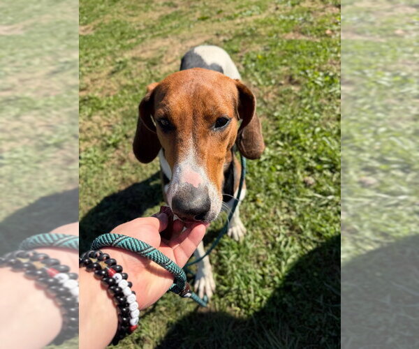 Medium Photo #2 Coonhound Puppy For Sale in Pierceton , IN, USA
