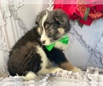 Small Photo #4 Border-Aussie Puppy For Sale in LANCASTER, PA, USA
