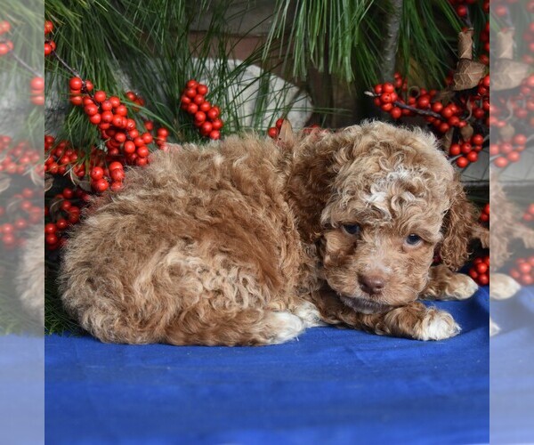 Medium Photo #1 Cocker Spaniel-Poodle (Miniature) Mix Puppy For Sale in MILLERSBURG, PA, USA