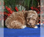 Small Photo #1 Cocker Spaniel-Poodle (Miniature) Mix Puppy For Sale in MILLERSBURG, PA, USA