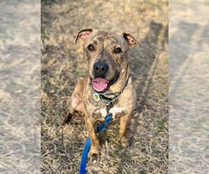 Mutt Dogs for adoption in Candler, NC, USA