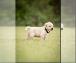 Puppy Fig Labrador Retriever