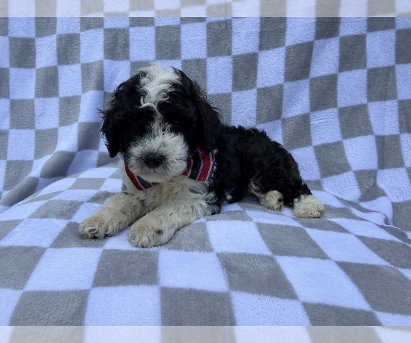 Medium Photo #3 Cockapoo (Miniature) Puppy For Sale in LAKELAND, FL, USA