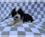 Small #2 Cockapoo (Miniature)