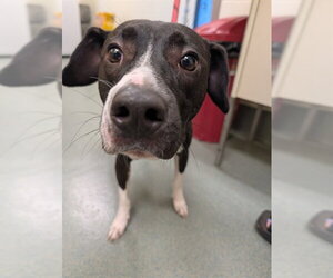 Lab-Pointer Dogs for adoption in Lee's Summit, MO, USA