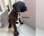 Puppy Smoky Boxer