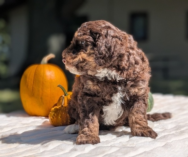 Medium Photo #4 Miniature Bernedoodle Puppy For Sale in GOSHEN, IN, USA